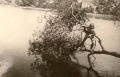 Obóz nad. jez Sosno, sierpień 1957 Obóz nad. jez Sosno, sierpień 1957